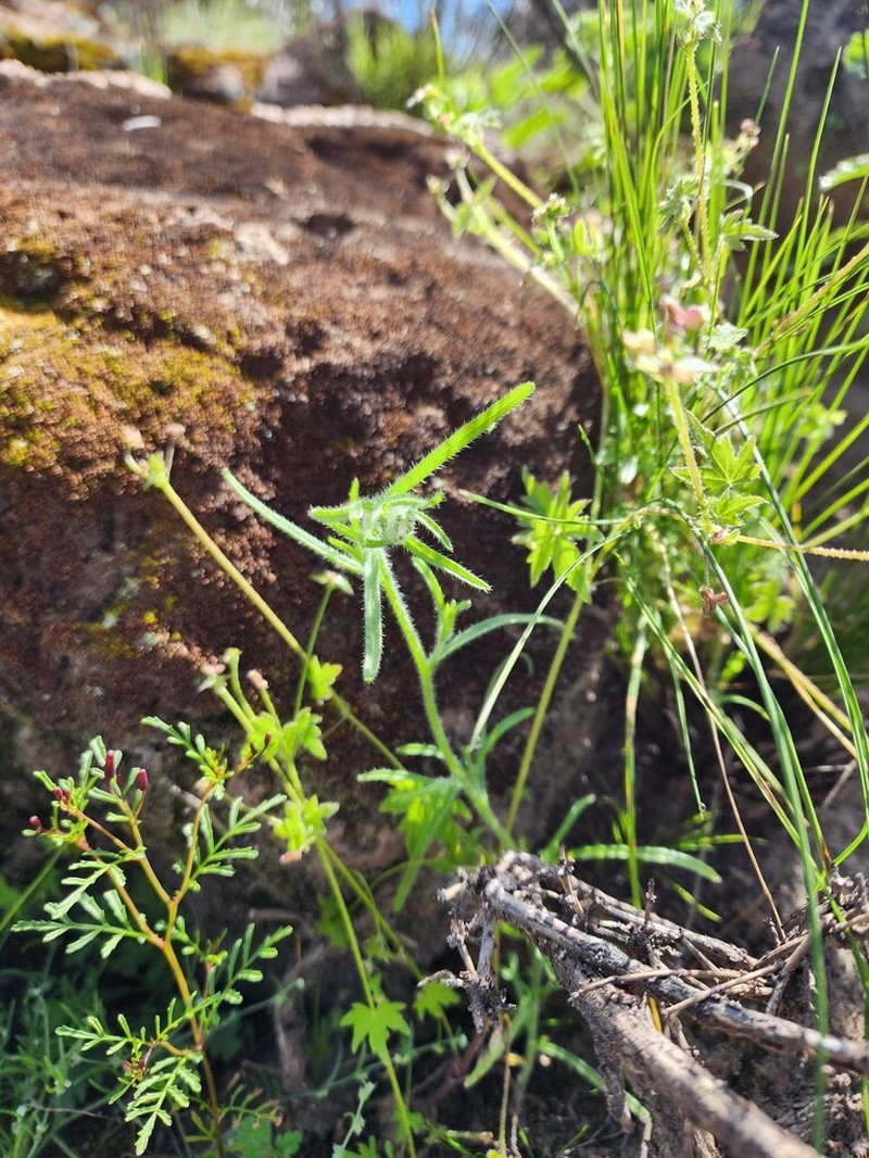 Cryptantha peruviana photo 2