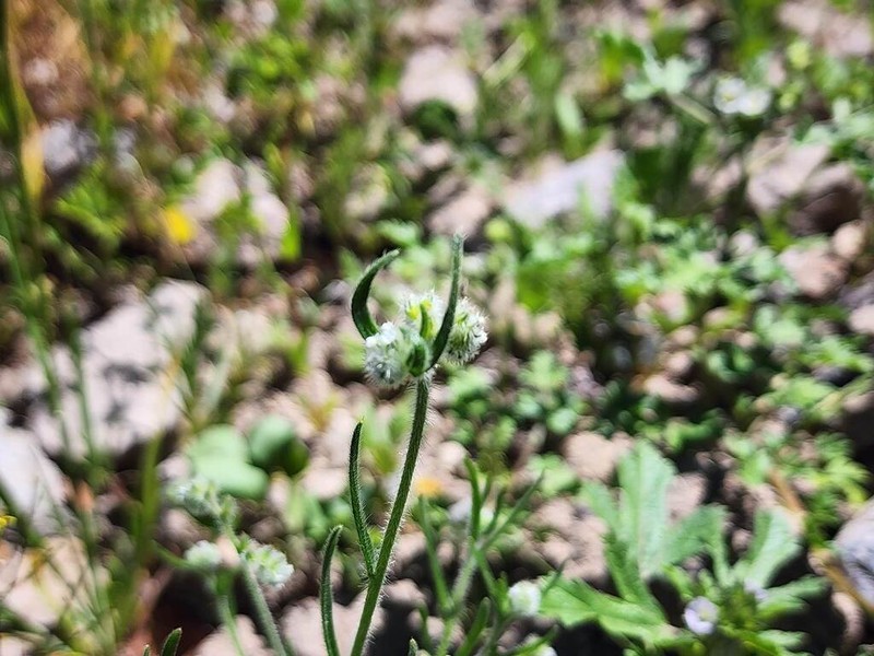 Cryptantha peruviana photo 3