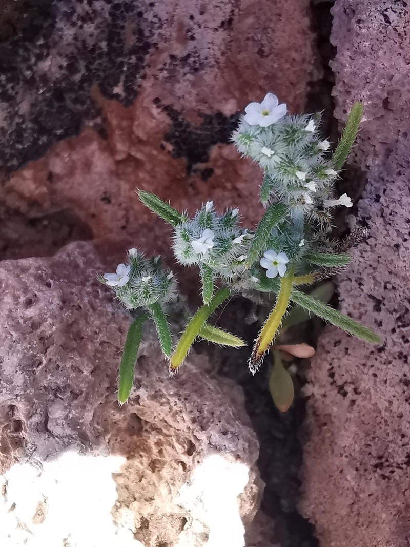 Cryptantha peruviana photo 4