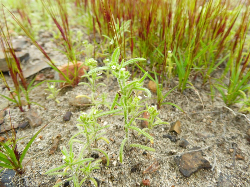 Cryptantha peruviana photo 5