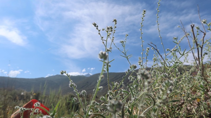 Cryptantha peruviana photo 6