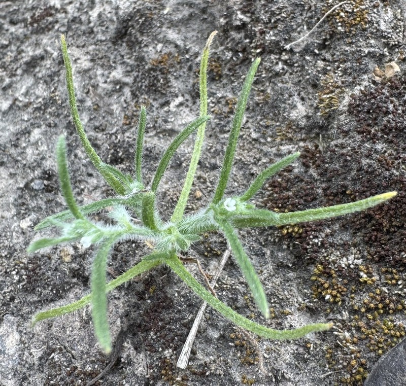Cryptantha peruviana photo 7