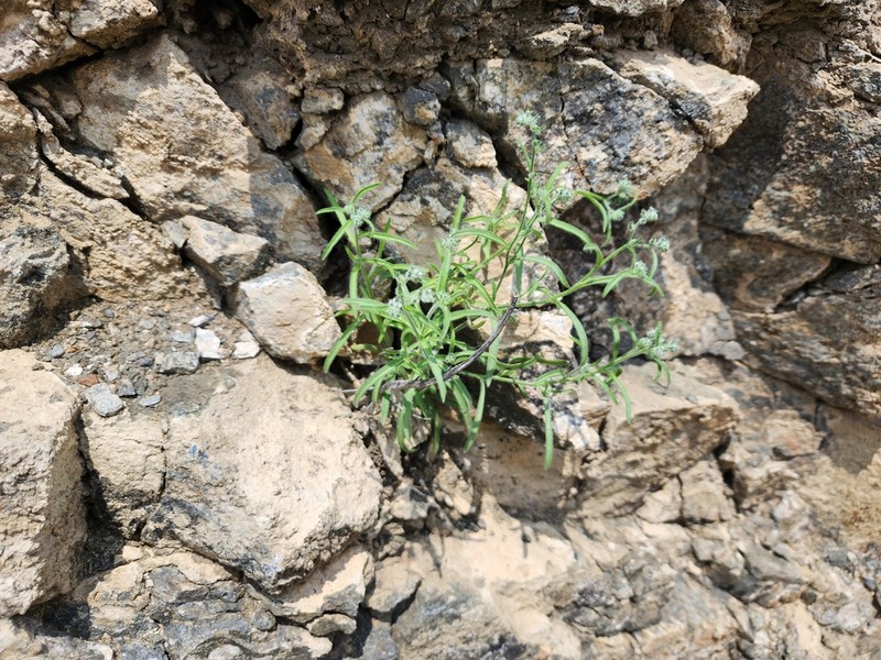 Cryptantha peruviana photo 8