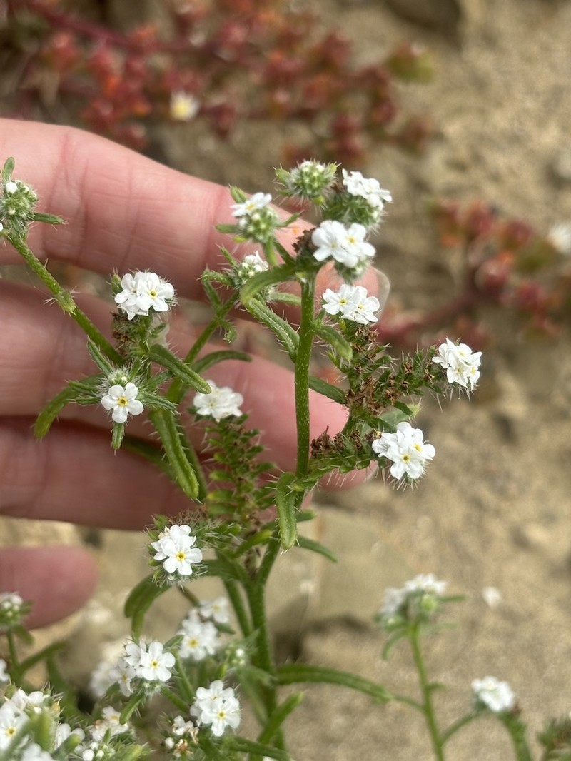 Cryptantha pondii