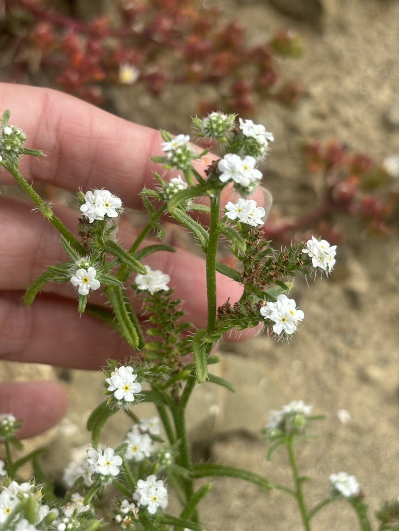 Cryptantha pondii photo 3