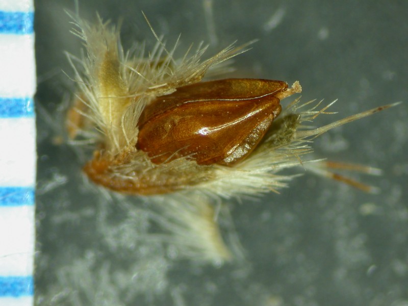 Cryptantha pondii photo 5
