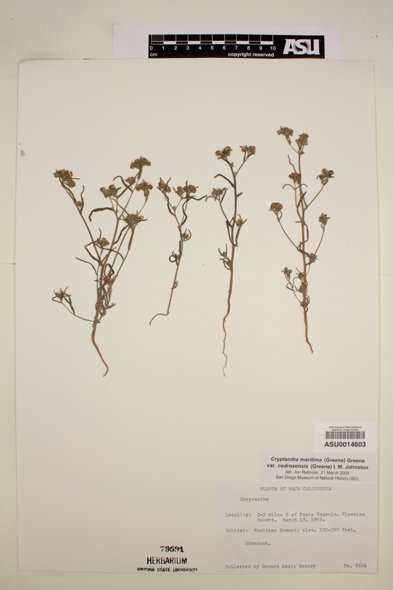 Cryptantha pondii photo 6