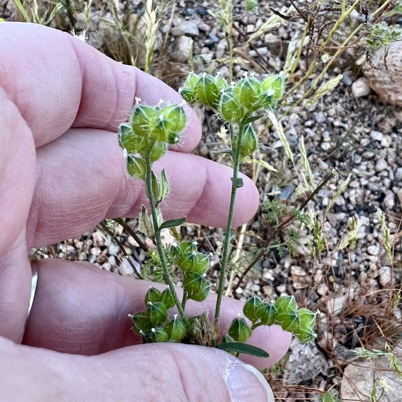 Wingnut Cryptantha