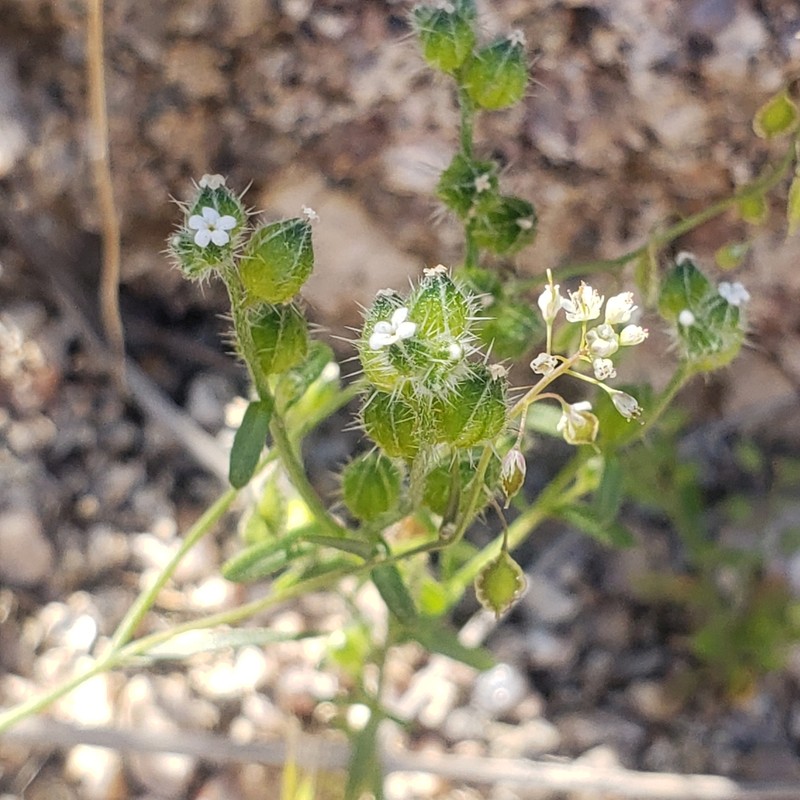 Wingnut Cryptantha photo 2