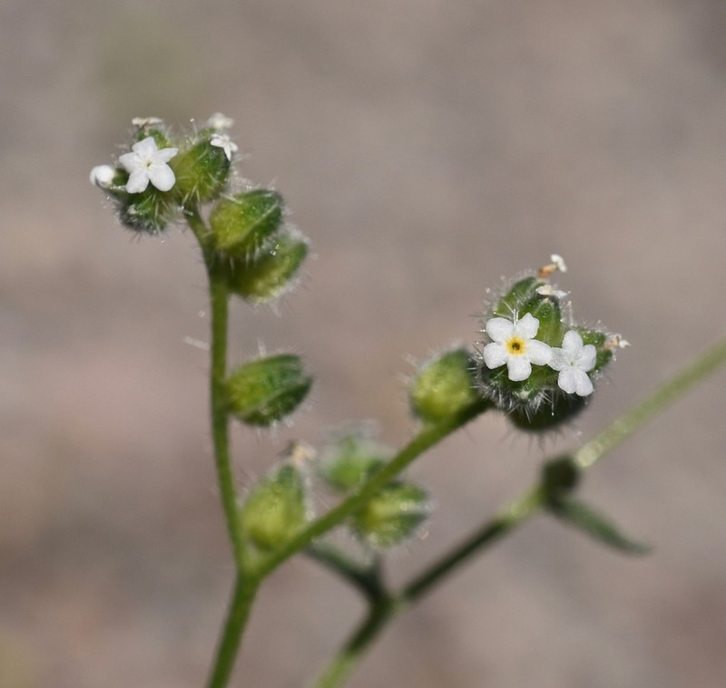 Wingnut Cryptantha photo 4