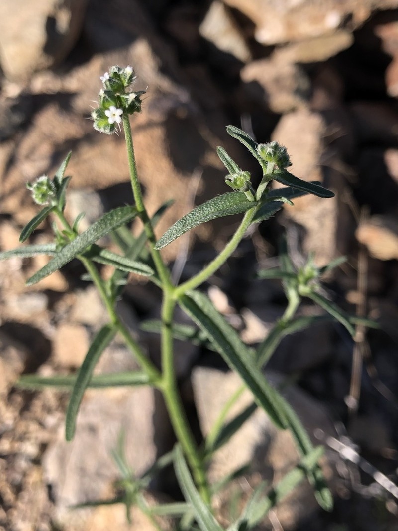 Wingnut Cryptantha photo 5
