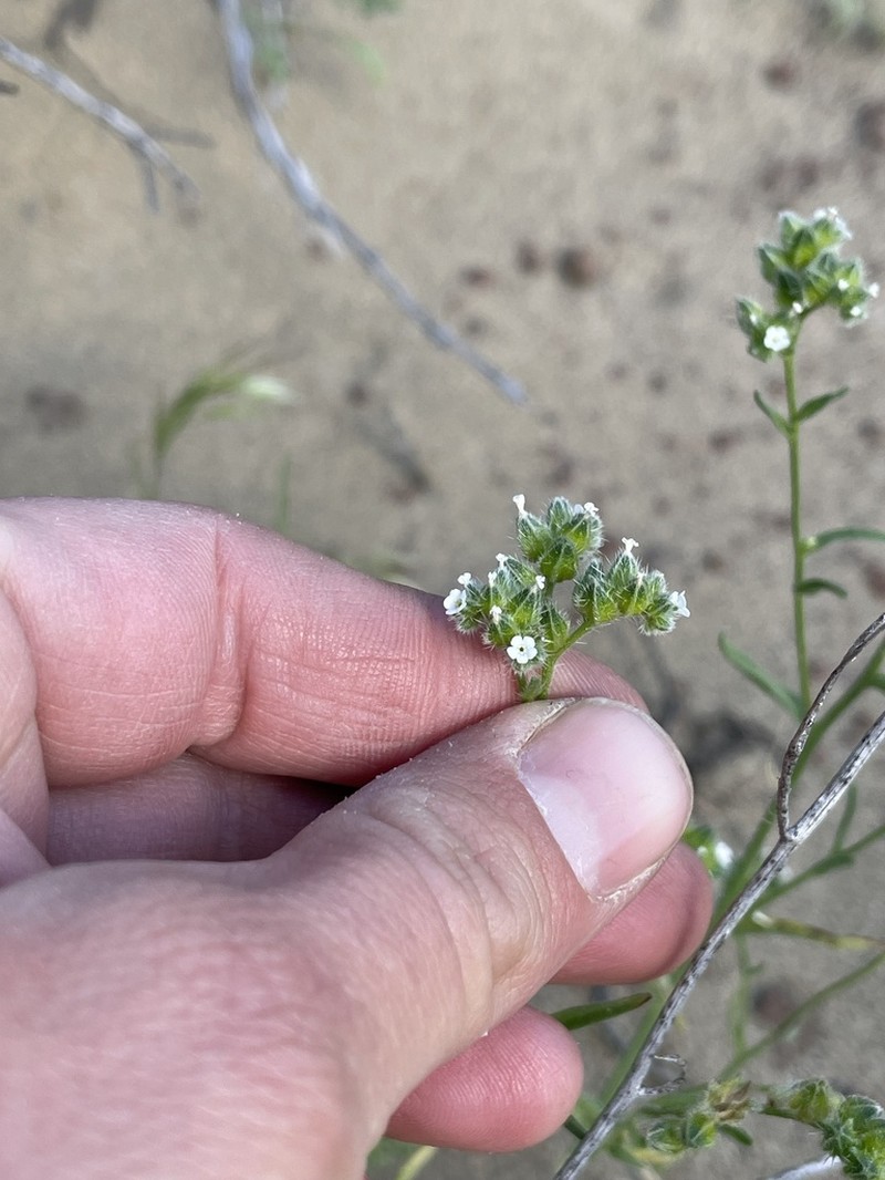 Wingnut Cryptantha photo 6