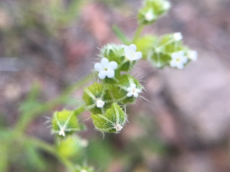 Wingnut Cryptantha photo 8
