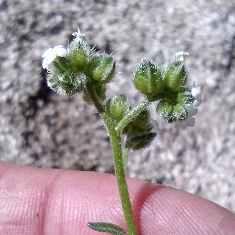 Cryptantha pterocarya f. pseudocycloptera photo 2
