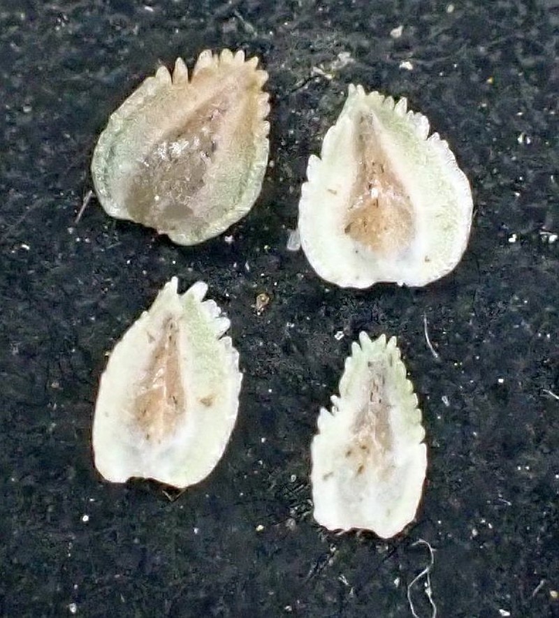 Cryptantha pterocarya f. pseudocycloptera photo 3