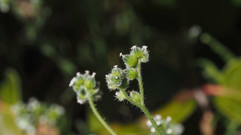 Cryptantha pterocarya f. pseudocycloptera photo 4