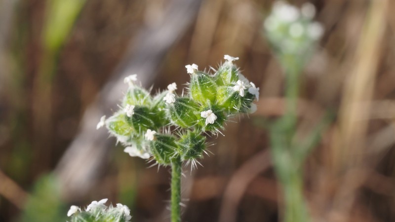 Cryptantha pterocarya f. pseudocycloptera photo 5