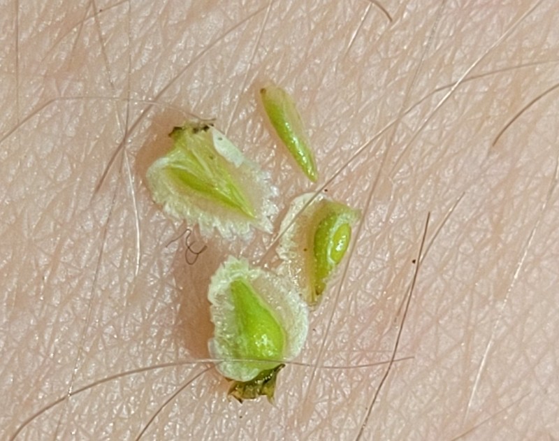 Cryptantha pterocarya var. pterocarya