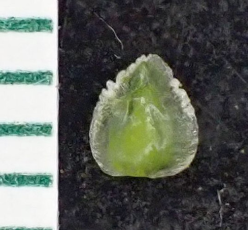 Cryptantha pterocarya var. pterocarya photo 2