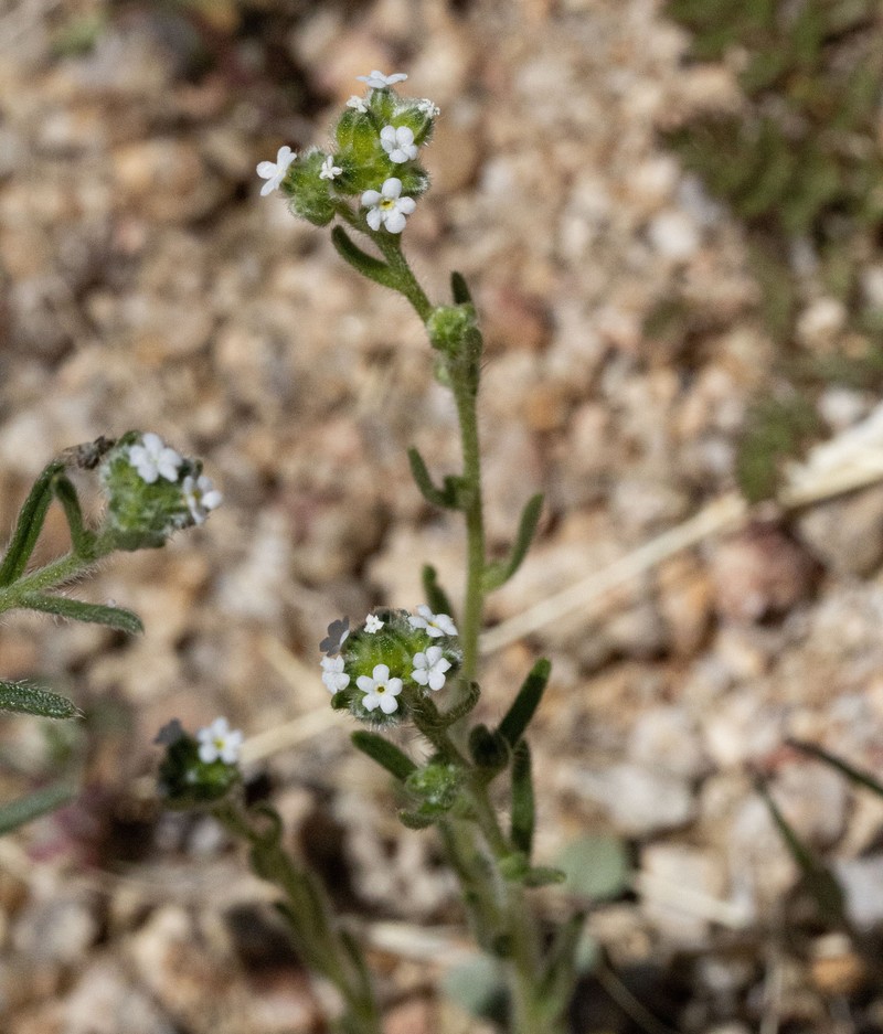 Cryptantha pterocarya var. pterocarya photo 4