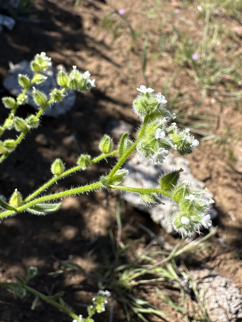 Cryptantha pterocarya var. pterocarya photo 5