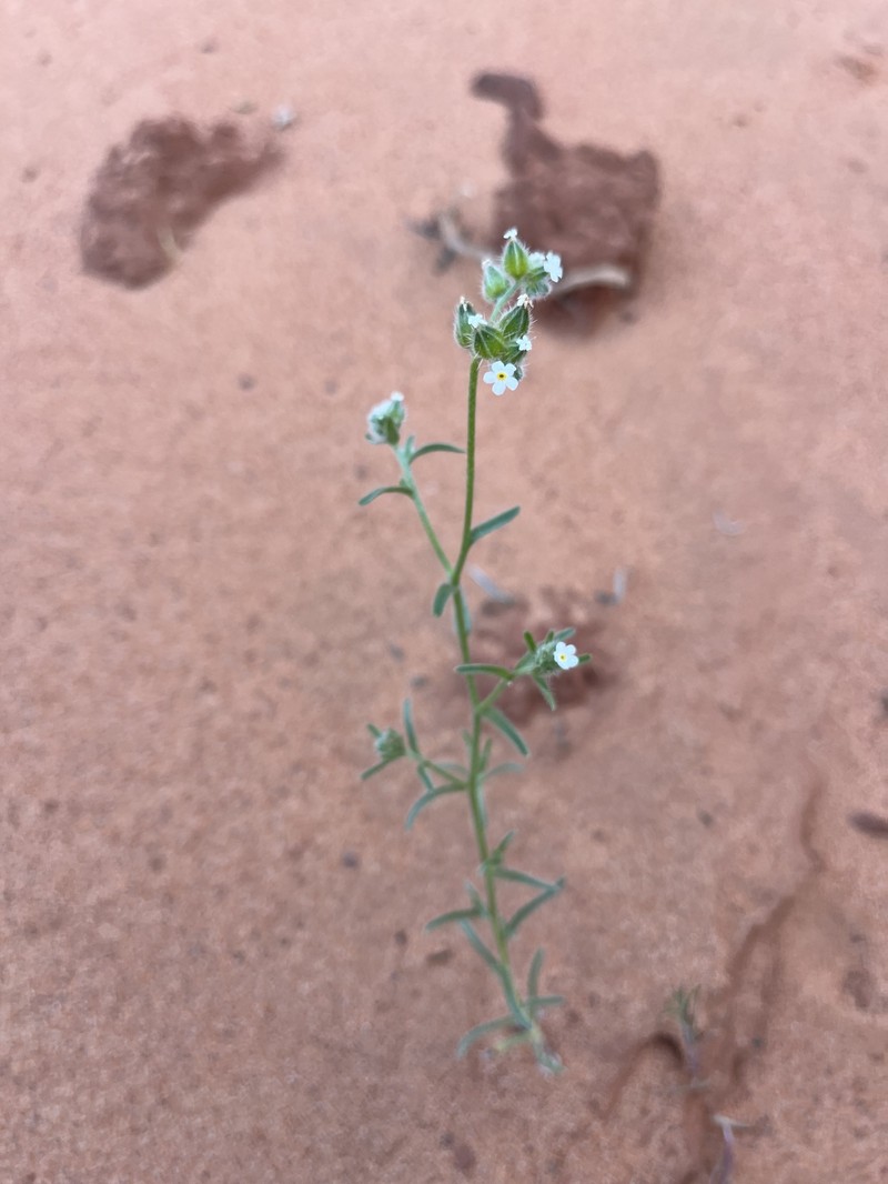 Cryptantha pterocarya var. pterocarya photo 6