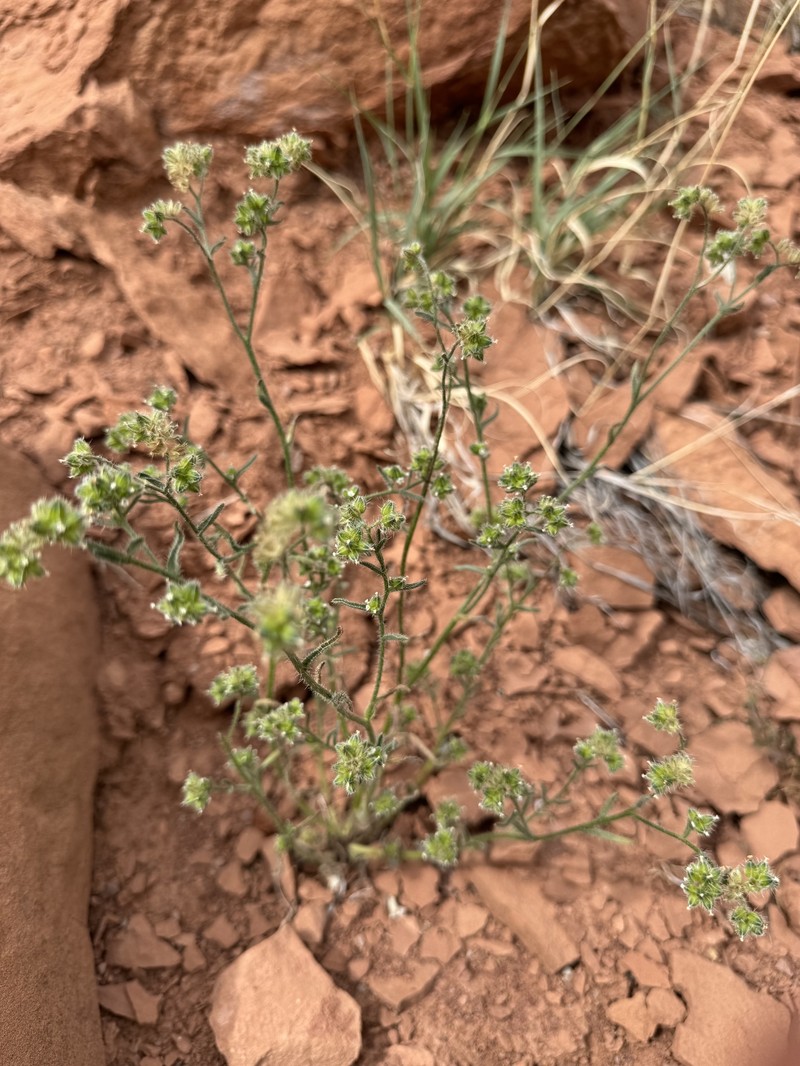 Cryptantha pterocarya var. pterocarya photo 8