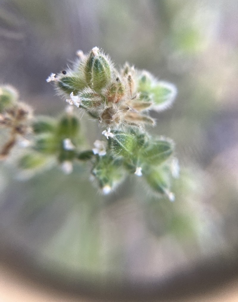 Cryptantha pterocarya var. purpusii photo 3