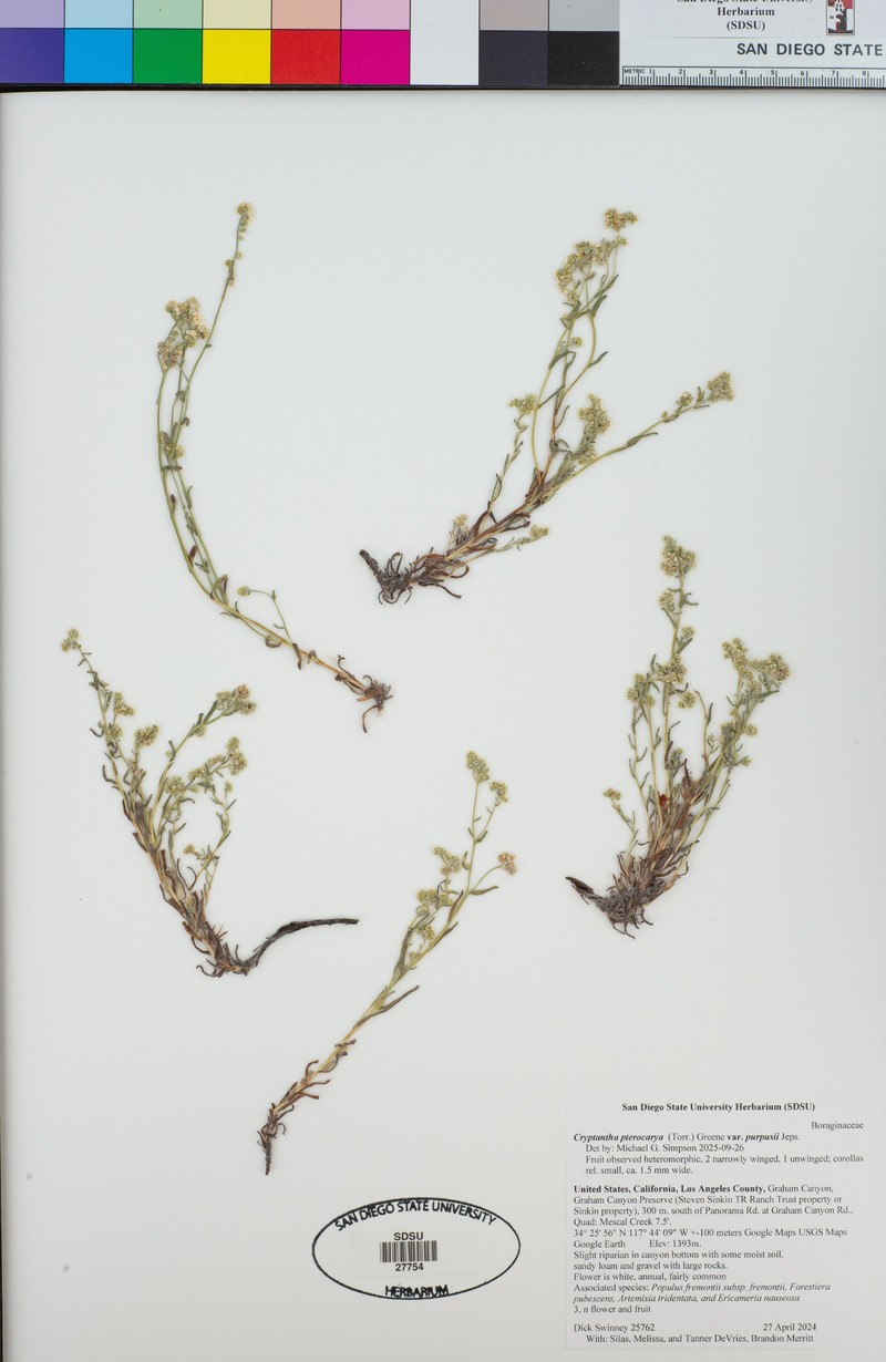 Cryptantha pterocarya var. purpusii photo 4