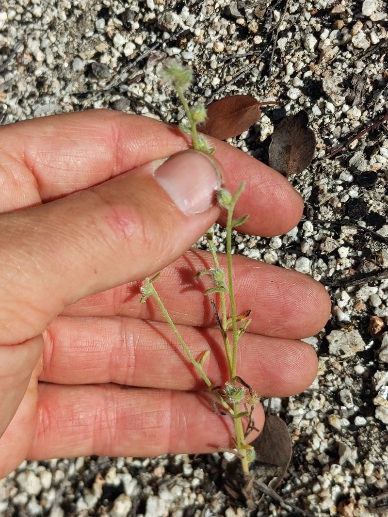 Cryptantha pterocarya var. purpusii photo 5