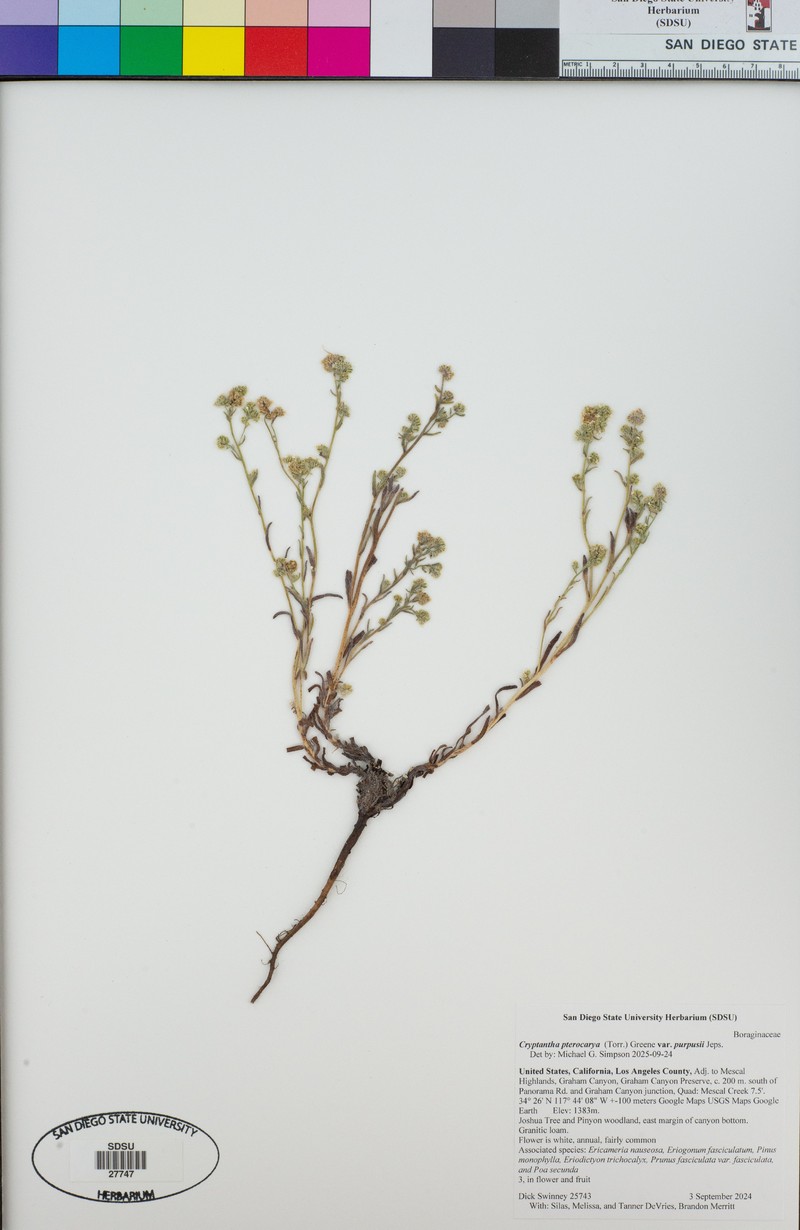 Cryptantha pterocarya var. purpusii photo 6