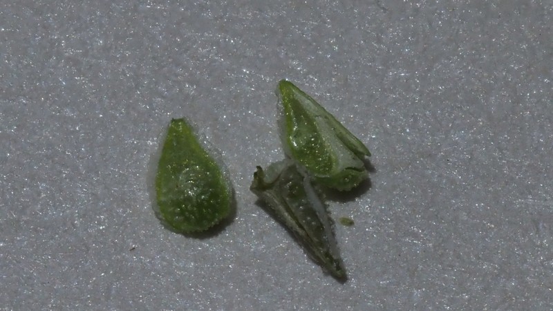 Cryptantha pterocarya var. purpusii photo 7