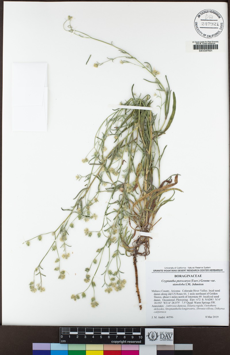 Cryptantha pterocarya var. stenoloba