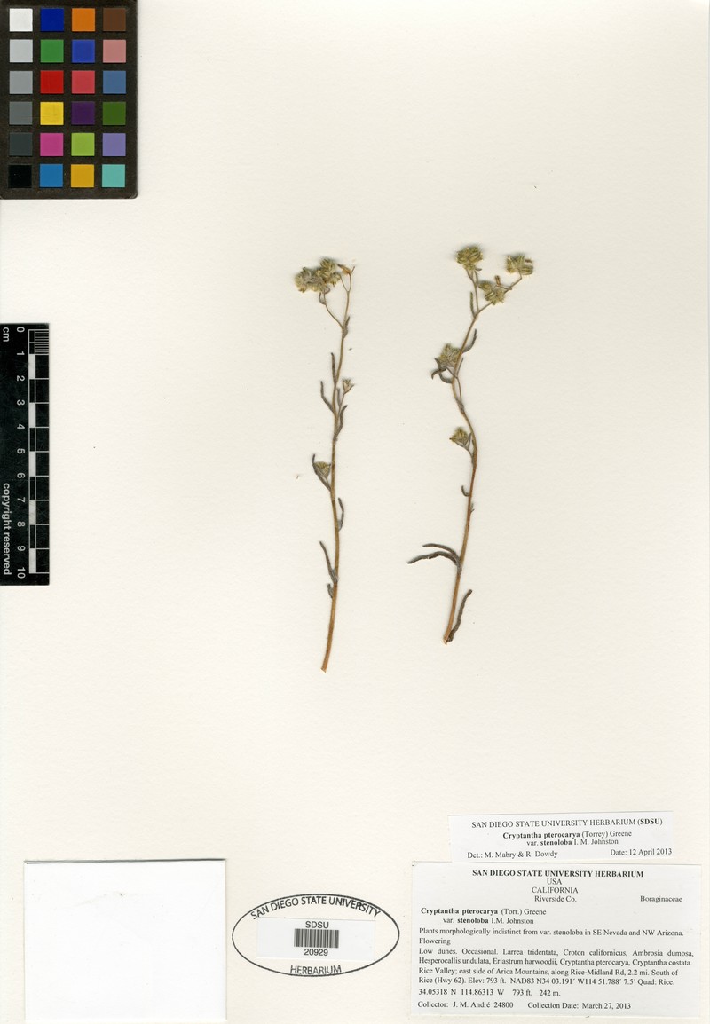Cryptantha pterocarya var. stenoloba photo 2