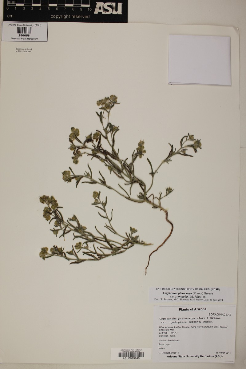 Cryptantha pterocarya var. stenoloba photo 3