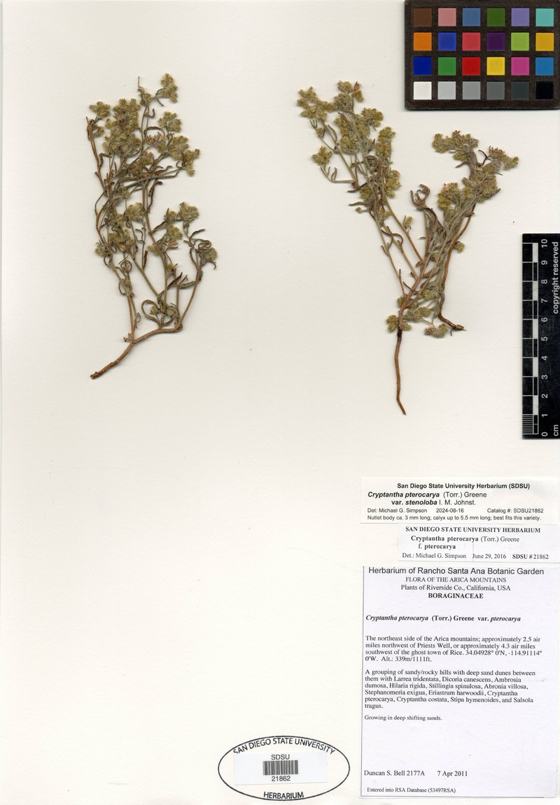 Cryptantha pterocarya var. stenoloba photo 4