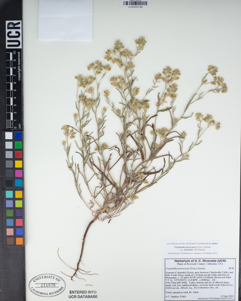 Cryptantha pterocarya var. stenoloba photo 5