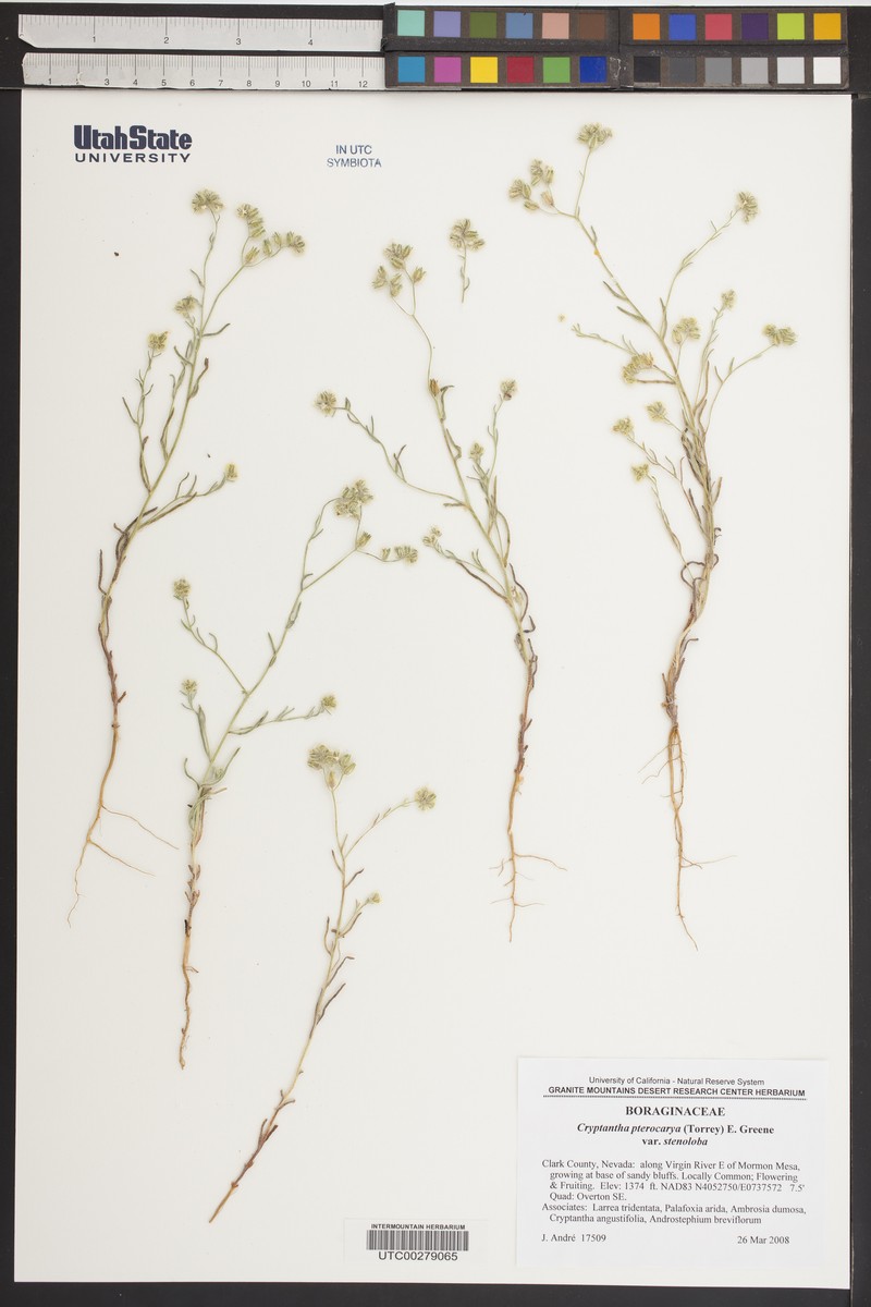 Cryptantha pterocarya var. stenoloba photo 6