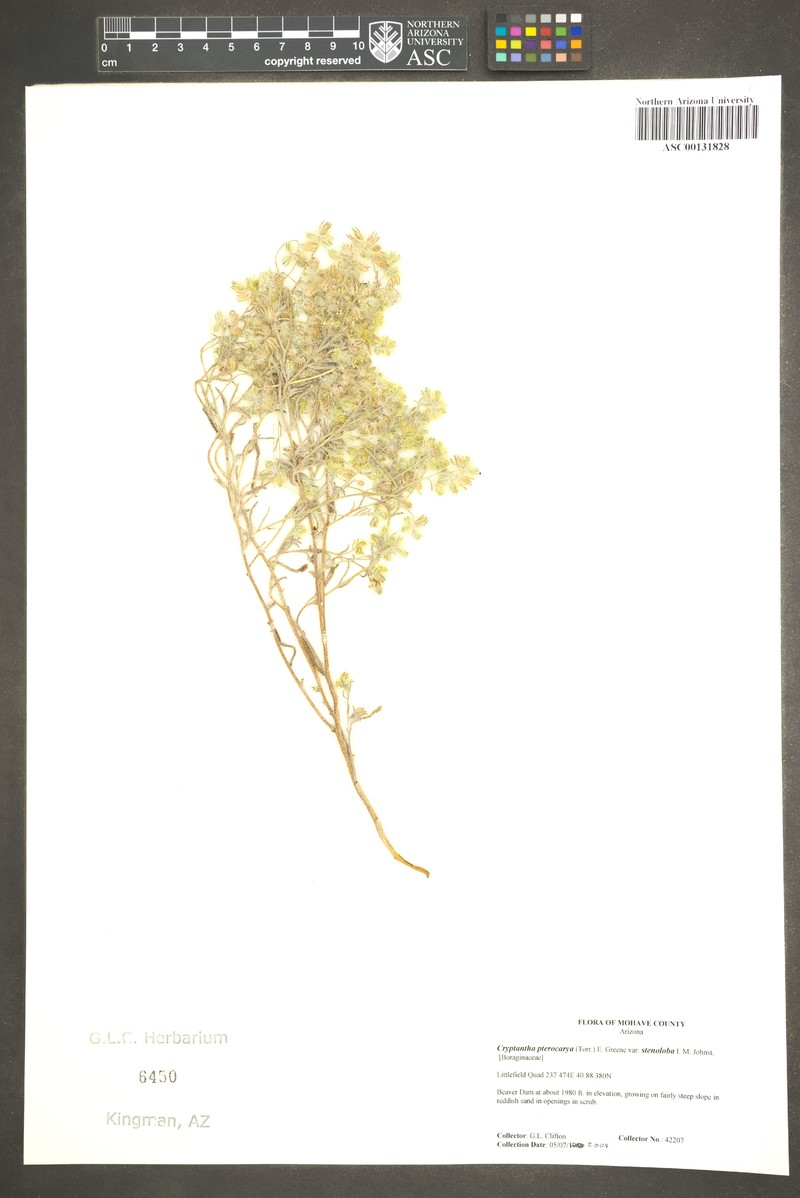 Cryptantha pterocarya var. stenoloba photo 7