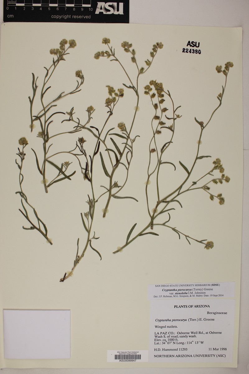 Cryptantha pterocarya var. stenoloba photo 8