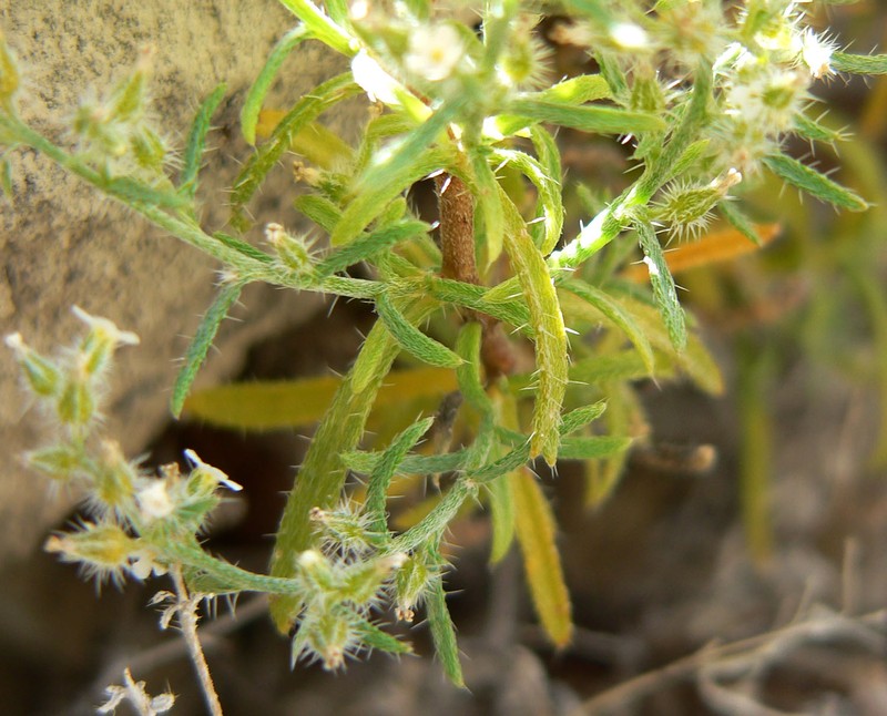 Bushy Cryptantha photo 4