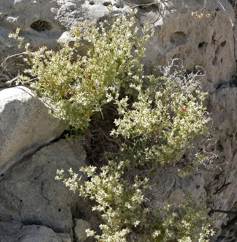 Bushy Cryptantha photo 2