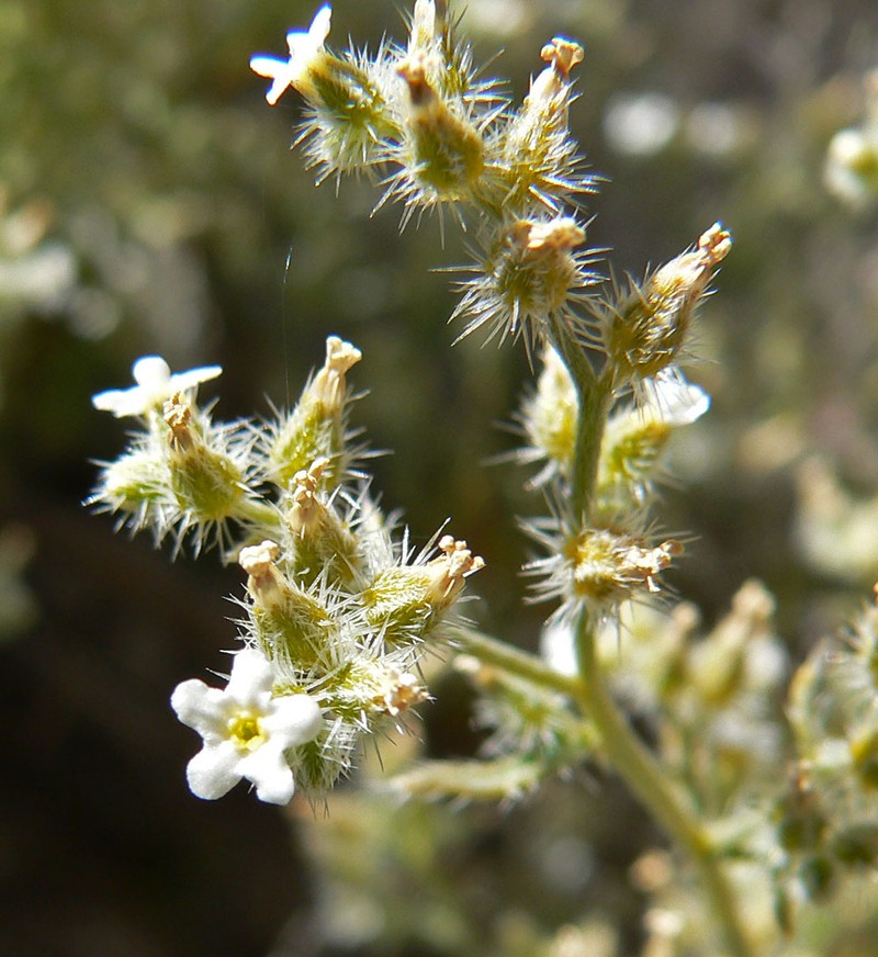 Bushy Cryptantha photo 3