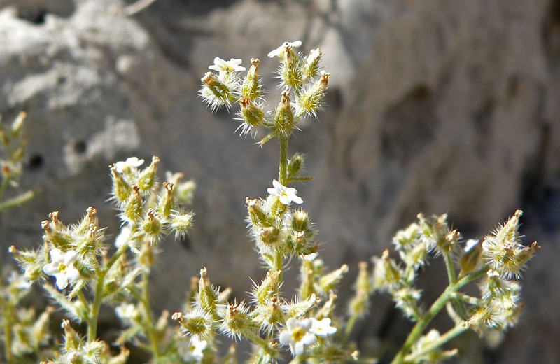 Bushy Cryptantha