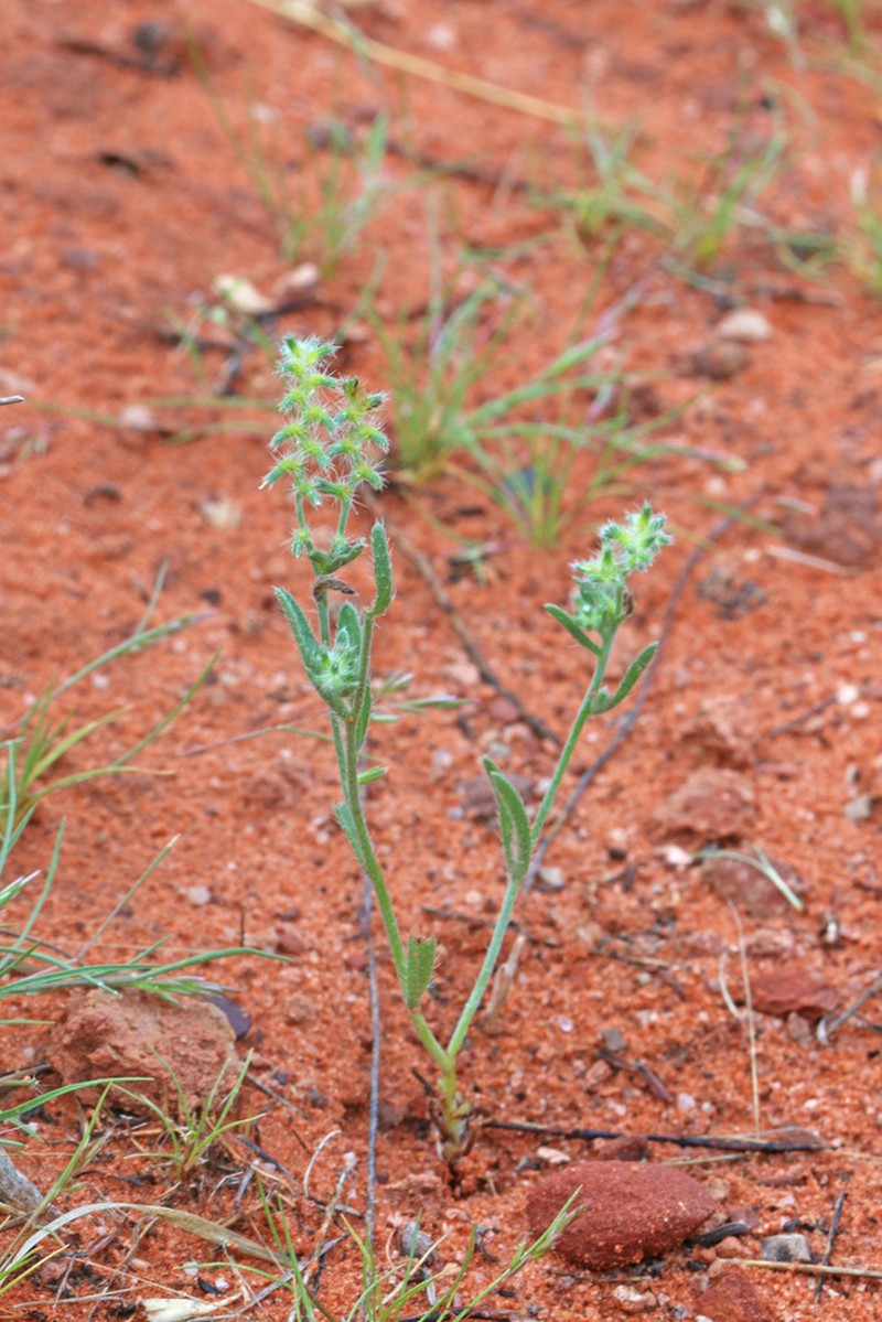 Curvenut Cryptantha