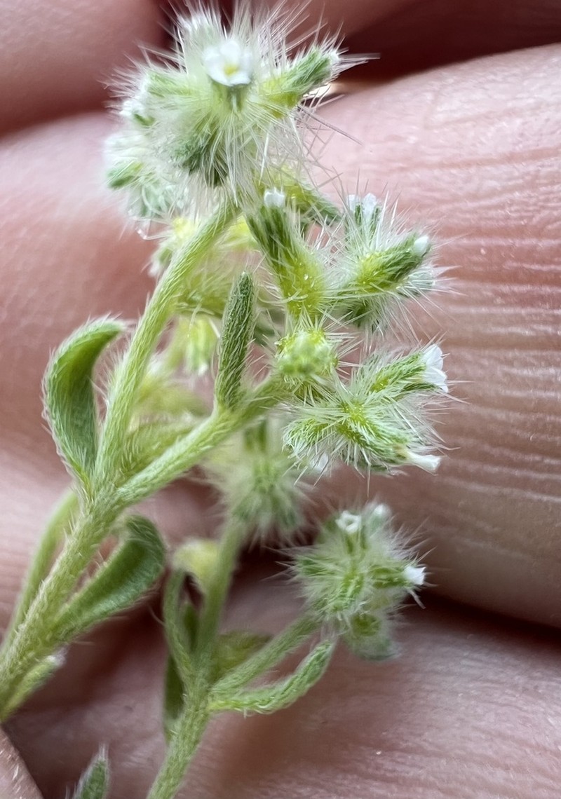 Curvenut Cryptantha photo 3