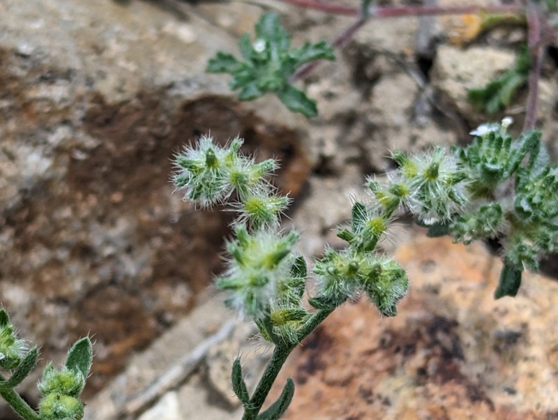 Curvenut Cryptantha photo 4