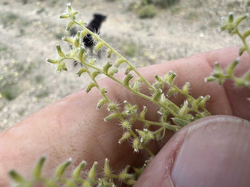 Curvenut Cryptantha photo 5