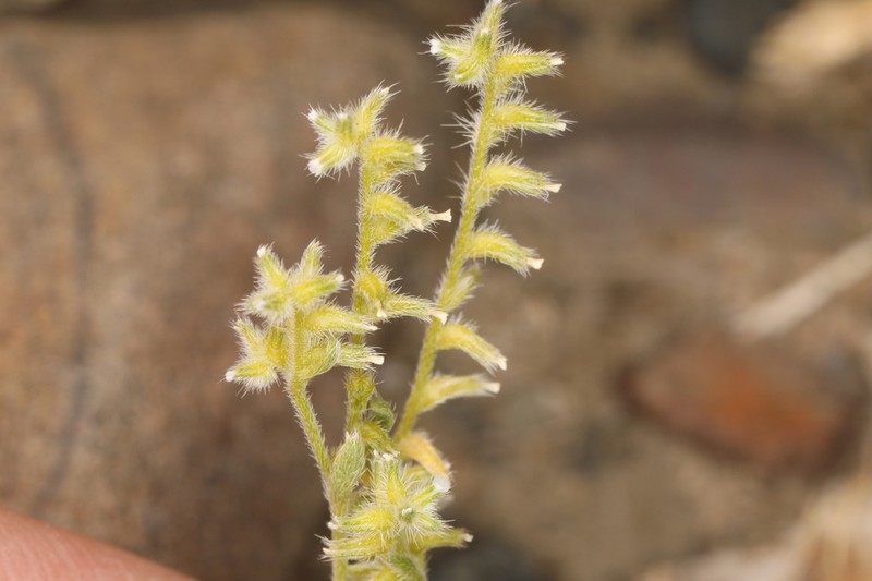 Curvenut Cryptantha photo 6