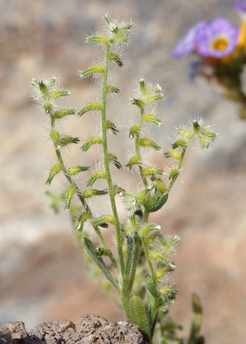 Curvenut Cryptantha photo 8